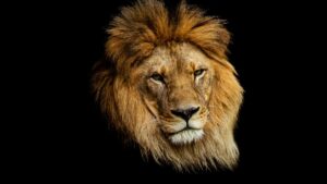 Imagem de um leão o qual representa a Receita Federal