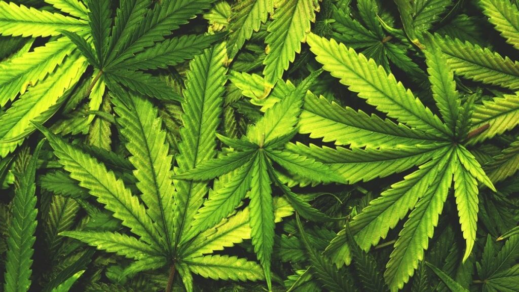 plantas cannabis sobrepostas mercado de cannabis