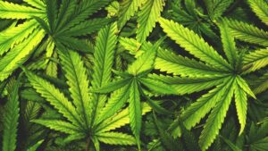 plantas cannabis sobrepostas