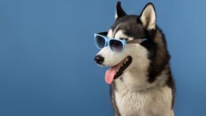 cachorro de óculos escuros com língua pra fora