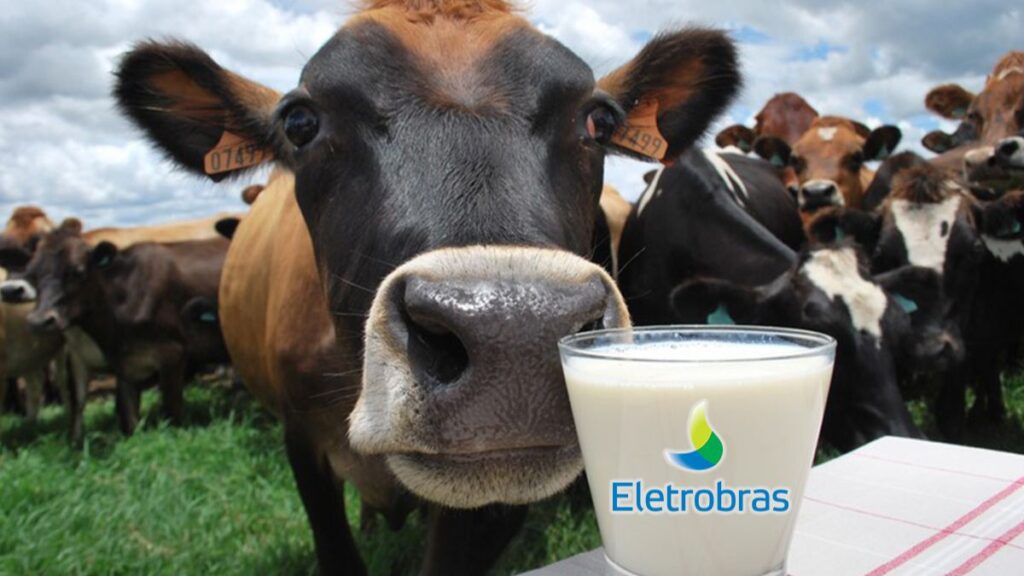 Imagem de uma vaca e um copo de leite com o logotipo da Eletrobras em alusão ao possivel pagamento de dividendos dessa mesma companhia