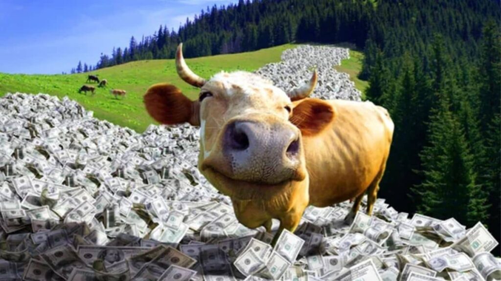 Vacas dividendos ações ação