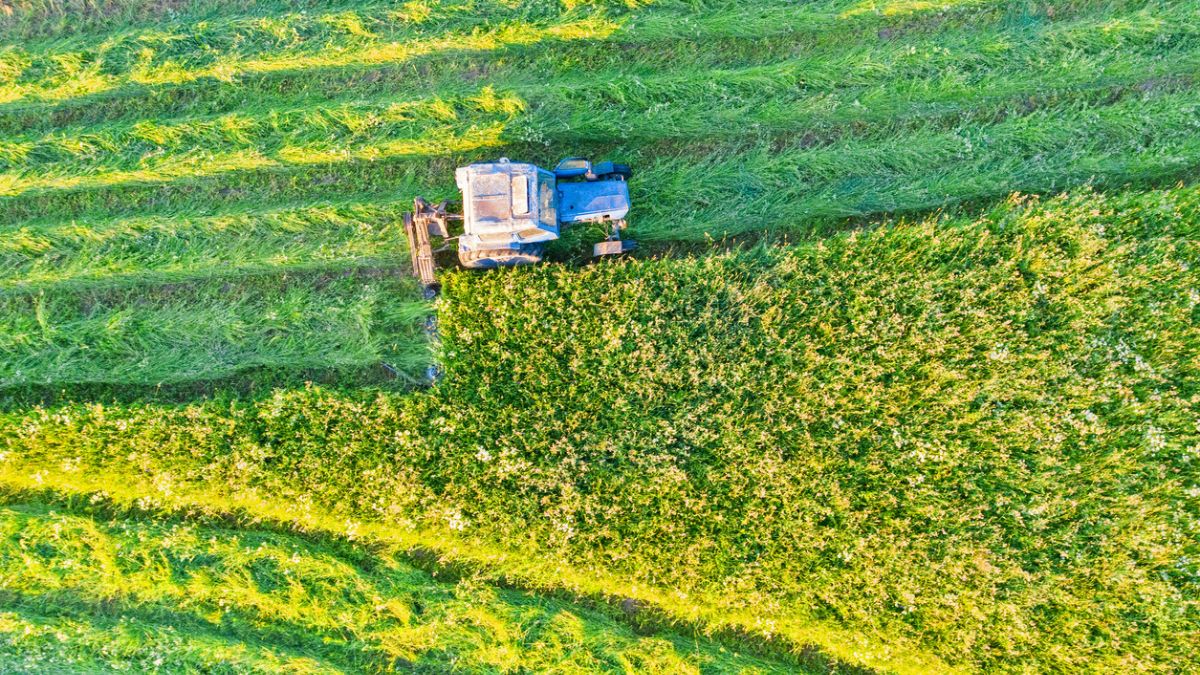 SLC Agrícola (SLCE3) tem previsão positiva para Safra 2024/25 apesar de condições climáticas adversas